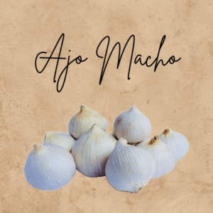 Ajo Macho