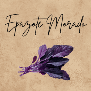Epazote Morado