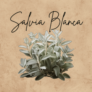 Salvia Blanca